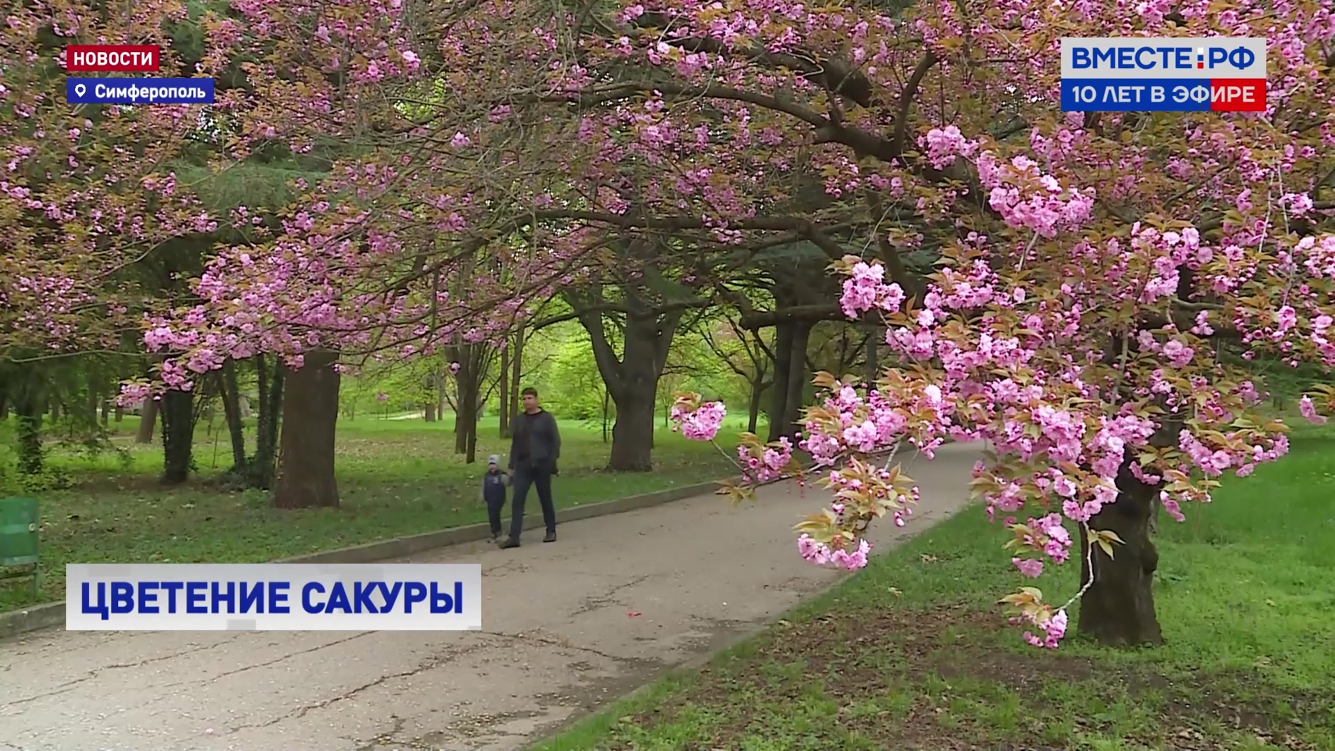 Когда цветет сакура в краснодаре. Дендрарий Тирасполь Сакура. Цветение Сакуры в дендропарке Тирасполя. Дендрарий Тирасполь цветение Сакуры. Краснодар Ботанический сад Сакура.