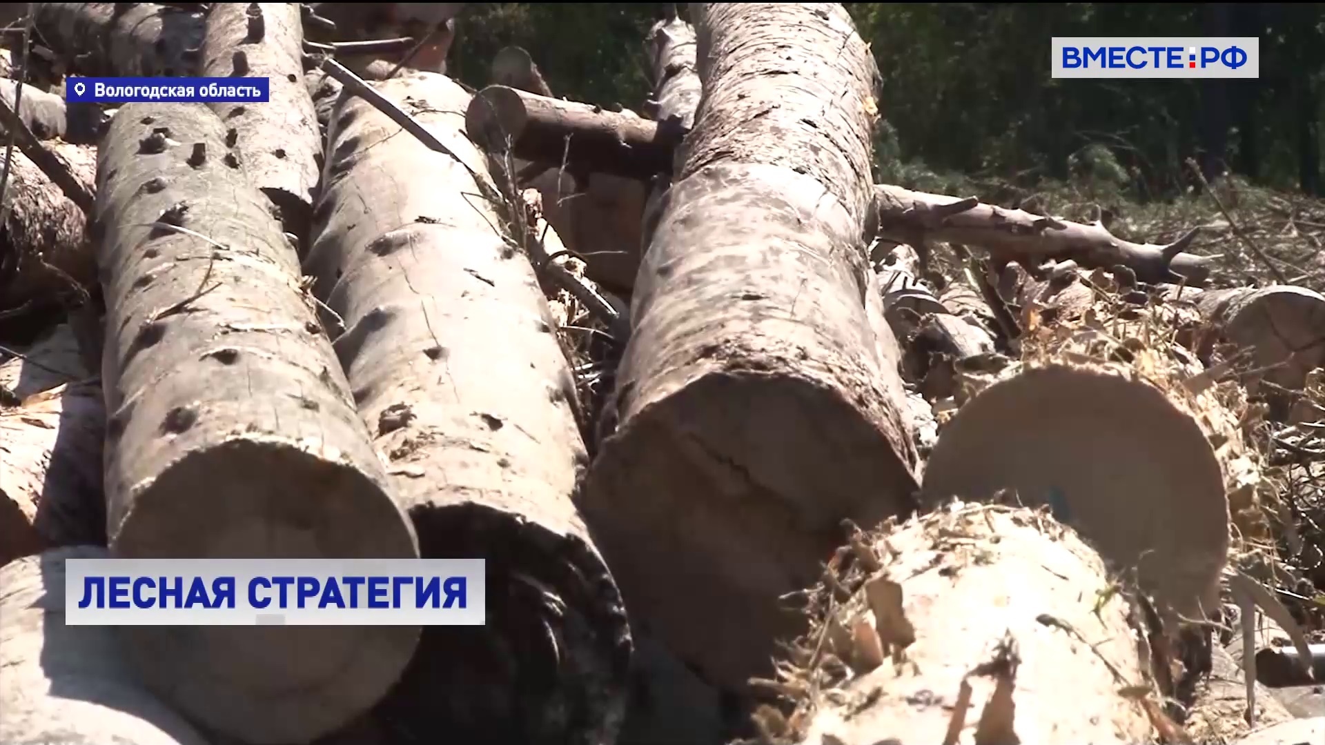 Регионам предлагают использовать опыт Вологодской области по глубокой переработке древесины 