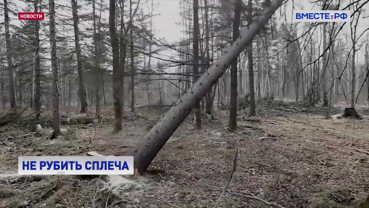 Сенатор Лебедев: в России нарушен баланс по вырубке и насаждениям лесов 