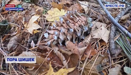 РЕПОРТАЖ: В поисках кедровых шишек