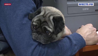 РЕПОРТАЖ: Чип для питомцев