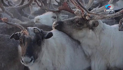 В Якутии почти полностью уничтожены дикие северные олени 