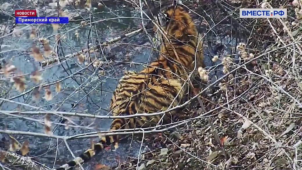 Local video
