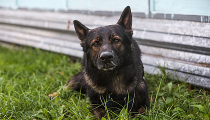 Новые нормы для служебных собак: от вольеров до выхода на пенсию