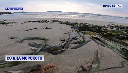 Турбизнес в Приморском крае теряет туристов из-за водорослей на пляжах