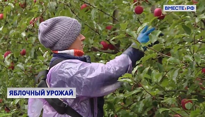 Яблочный урожай собирают в Белгородской области