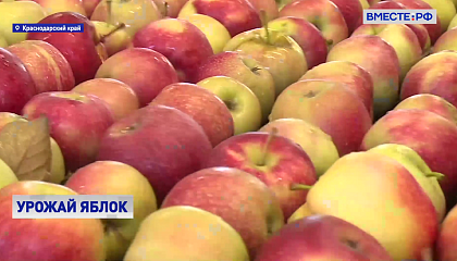 На Кубани подводят предварительные итоги сбора фруктов и ягод