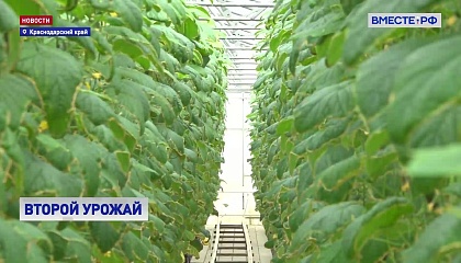 Второй в этом году урожай огурцов собирают на Кубани