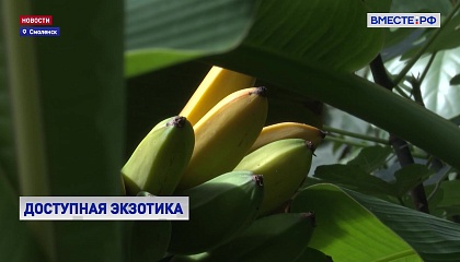Ботанический эксперимент: в Смоленске начался сезон бананов