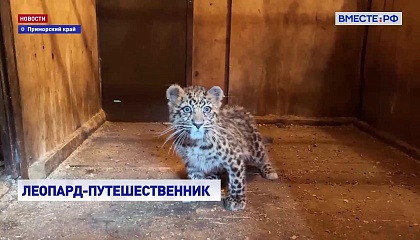 Спасенный леопард Leo 260M обосновался в Ольгинском округе Приморского края