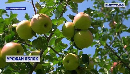 Краснодарские фермеры завершили сбор ранних яблок