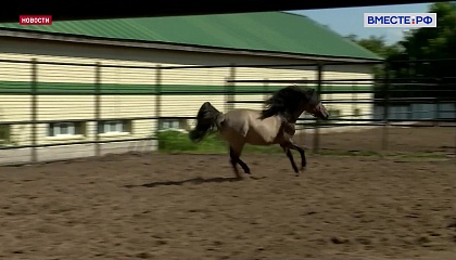 Бренд «Башкирская лошадь» официально зарегистрирован в Роспатенте