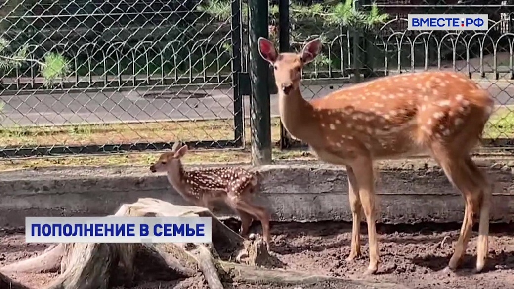 Local video