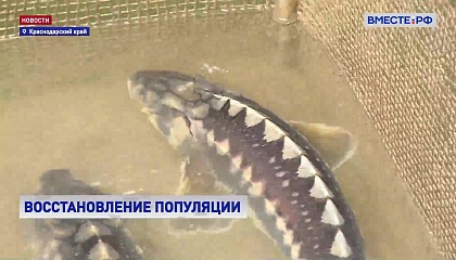 Царская рыба на учете: как на Кубани восстанавливают популяцию белуги