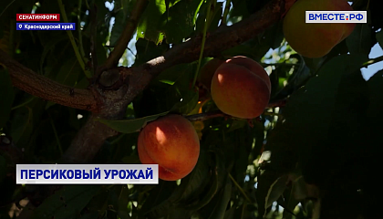 На Кубани завершается сбор персиков