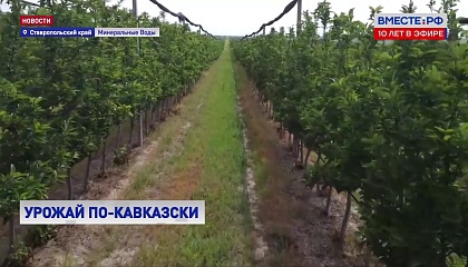 Регионы Северного Кавказа должны выращивать больше яблок и груш, заявил Мишустин