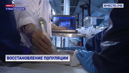 РЕПОРТАЖ: Ультразвук в подводном царстве