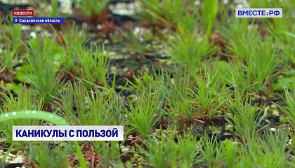 На Сахалине школьники помогают восстанавливать леса
