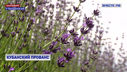 РЕПОРТАЖ: Кубанский Прованс