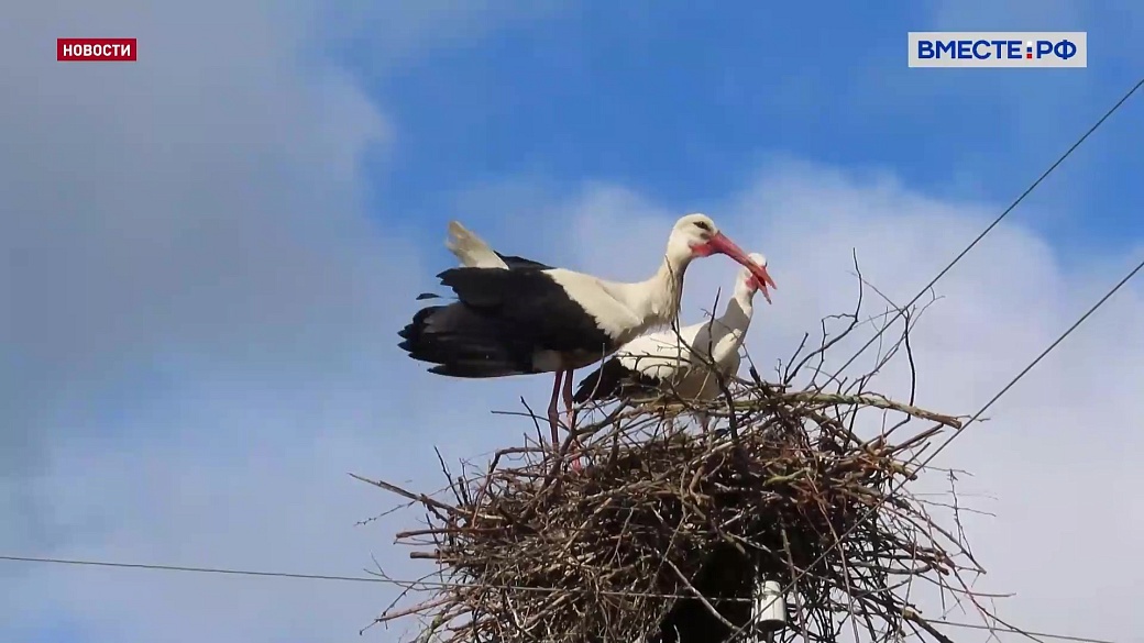 Local video