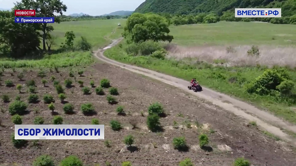 Local video