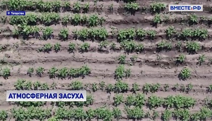 Атмосферная засуха: что будет с урожаем в Татарстане