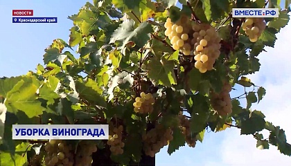 Уборка винограда в Краснодарском крае: сезон в разгаре