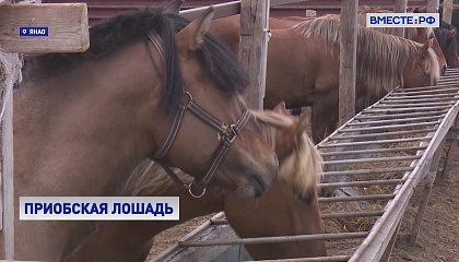 На Ямале планируют восстановить популяцию Приобских лошадей