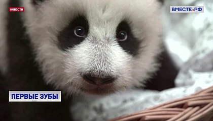 У малыша панды из Московского зоопарка прорезались первые зубы