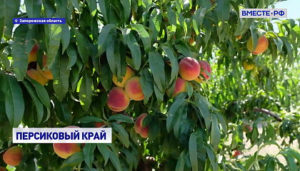 РЕПОРТАЖ: Персиковый край