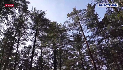 Приморье инвестирует в охрану леса