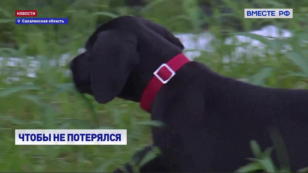 Local video