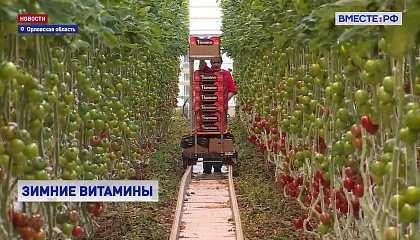 В Орловской области вырастили большой урожай зимних томатов