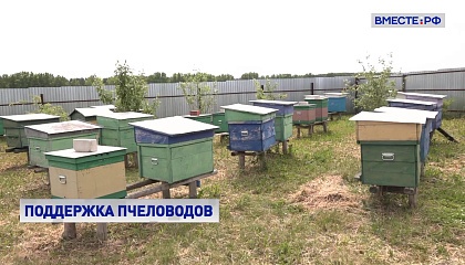 Российских пчеловодов будут своевременно оповещать о применении пестицидов
