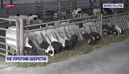 Сенаторы обсудили, как повысить спрос на российскую шерсть