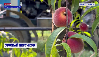 РЕПОРТАЖ: Персиковый сезон
