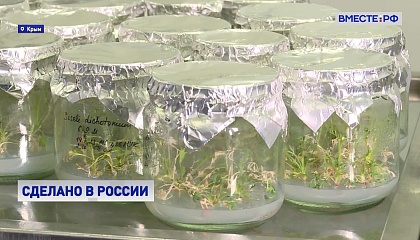 Ученые крымской лаборатории работают над генной модификацией винограда