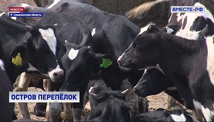 На Сахалине для фермеров предусмотрено 40 видов госсубсидий