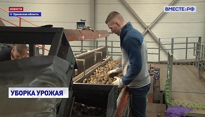 РЕПОРТАЖ: Уборка картофеля в Орловской области