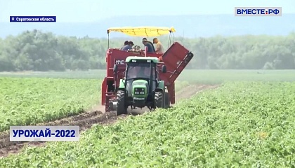РЕПОРТАЖ: Сбор овощей в Саратовской области