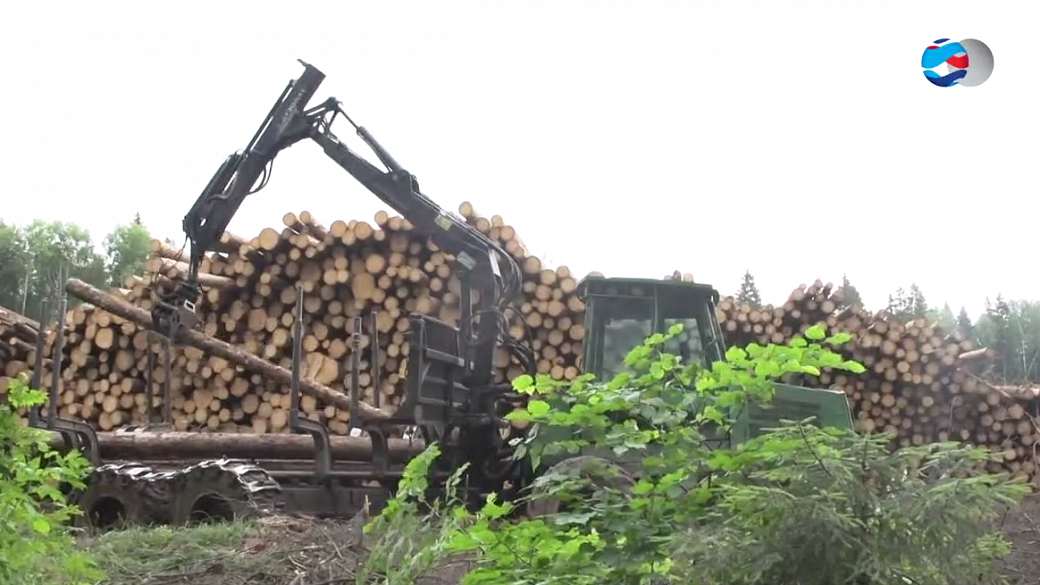 Воробьев: развитию лесной отрасли мешает ряд системных проблем