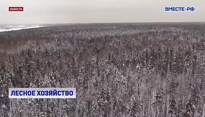 Действие Стратегии развития лесного комплекса России нужно продлить на пять лет, считают эксперты