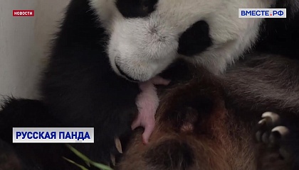 В Московском зоопарке родился первый в стране детеныш большой панды
