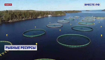 Увеличение популяции сиговых рыб в реках Обь-Иртышского бассейна обсудили в СФ