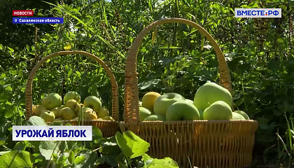 РЕПОРТАЖ: Яблоки на Сахалине