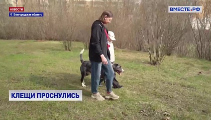 Во многих регионах из-за теплой весны уже проснулись клещи