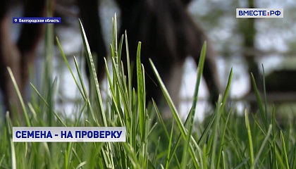 Россельхозцентр помогает фермерам проверить качество семян