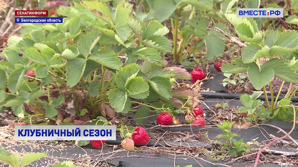 Local video