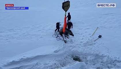Моряки атомного ледокола «Якутия» спасли лосиху, провалившуюся в ледяную трещину на Енисее