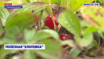 РЕПОРТАЖ: Сахалинские рубины